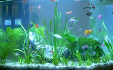 Các loài cá cảnh đẹp dễ nuôi trong hồ thủy sinh cho người mới chơi