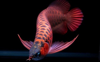 Một số phương pháp làm cho cá rồng nhanh lên màu
