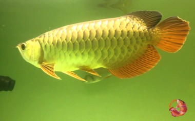 Phân loại cá rồng kim long quá bối (klqb) (2)